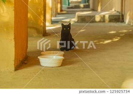 Absolutely black cat sits next to empty bowls, staring at the camera. Bad omens, symbolism, superstitious signs. Animals in Cultural and Folklore Tales Absolutely black cat sits next to empty bowls, staring at the camera. Bad omens, symbolism, superstitious signs. Animals in Cultural and Folklore Tales 125925734