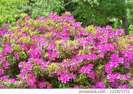 杜鵑花的花 杜鵑花的花 125925752