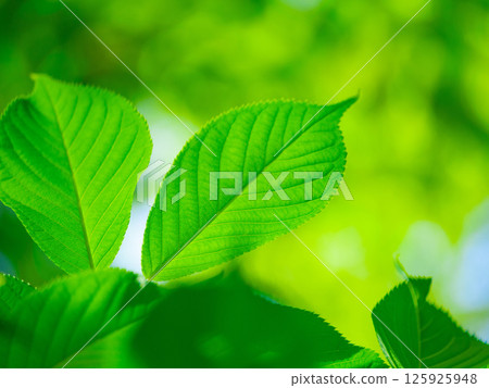 櫻花盛開 125925948