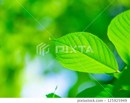 櫻花盛開 125925949