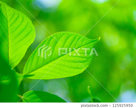 櫻花盛開 櫻花盛開 125925950