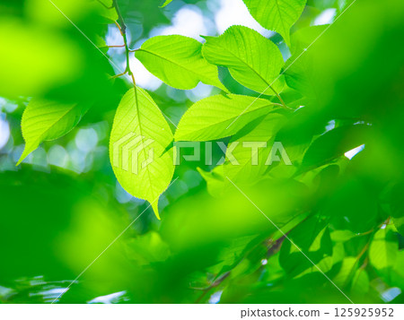 櫻花盛開 櫻花盛開 125925952