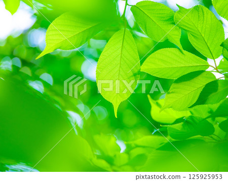 櫻花盛開 125925953