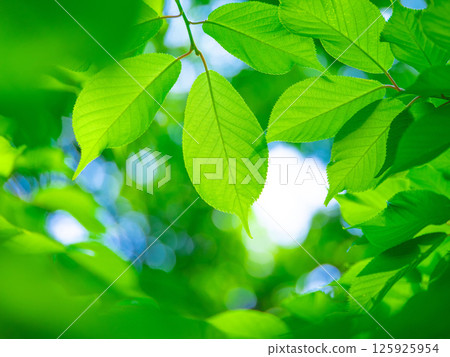 櫻花盛開 125925954