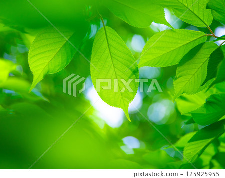 櫻花盛開 櫻花盛開 125925955