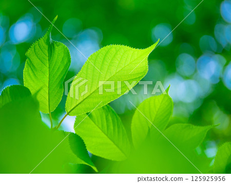 櫻花盛開 125925956