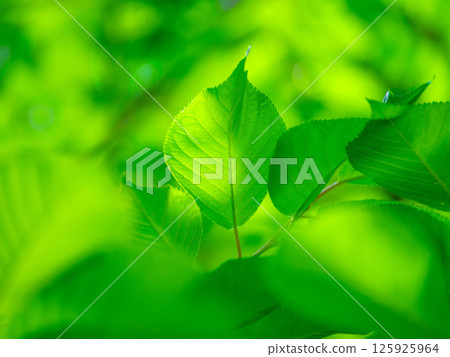 櫻花盛開 125925964