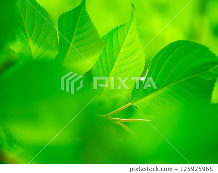 櫻花盛開 櫻花盛開 125925968
