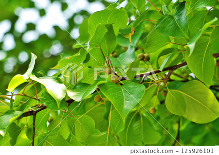 Small wild pear fruit (spring, May) 125926101