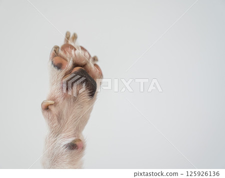 Dog paw close-up on white background. Dog paw close-up on white background. 125926136