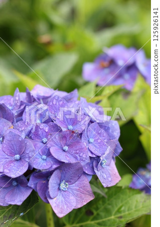 Hydrangea wet in the rain 125926141