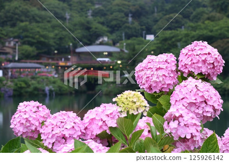 Pink hydrangea and pond Pink hydrangea and pond 125926142