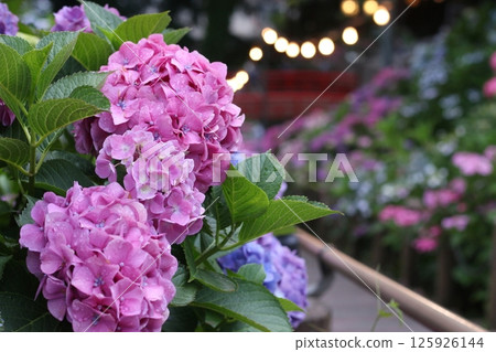 Illuminated hydrangea 125926144