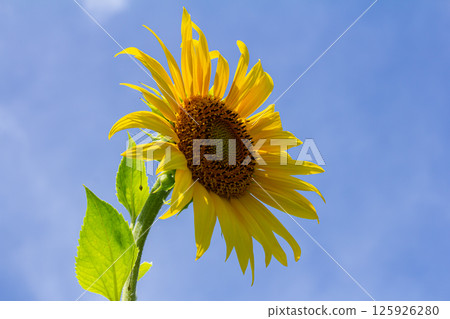 Yellow sunflowers bloom against a blue sky background 125926280