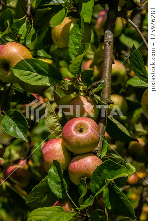 Harvesting. Closeup of ripe sweet apples on tree branches in green foliage of summer orchard 125926281