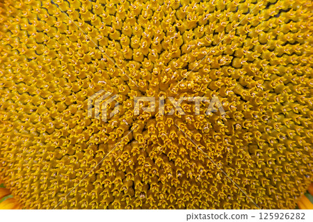Core of of the flower, texture. Sunflower close-up. Seeds and oil. Flat lay, top view. 125926282