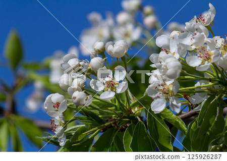 Pear flower in full bloom in spring in the garden Pear flower in full bloom in spring in the garden 125926287