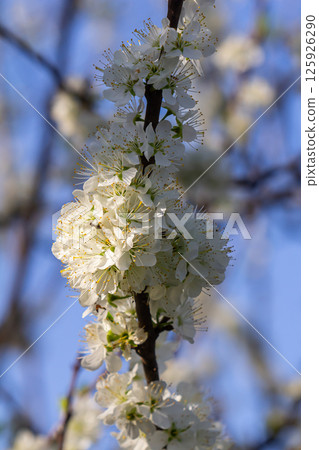 Beautiful white blossoms adorn a branch against a clear blue sky on a sunny day in springtime 125926290