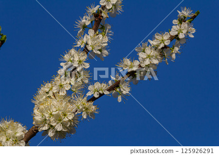 Blossoming white flowers enhance the beauty of a clear blue sky in springtime nature 125926291