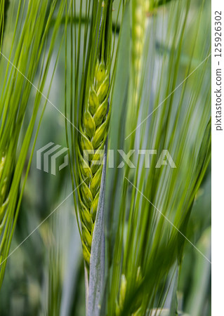 Wheat stalks grow in a lush green field under bright sunlight during the day in spring, showcasing their healthy vibrant growth 125926302