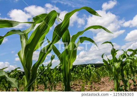 An industrial field of corn sprouts growing in black soil. Corn grow in beautiful rows at sunset. Agricultural landscape 125926303