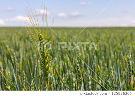 Wheat field in full bloom under a bright sky showcases the beauty of agriculture and nature's abundance during the growing season 125926305
