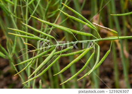 Delicate green plant with slender leaves displaying natural beauty in a peaceful garden setting 125926307
