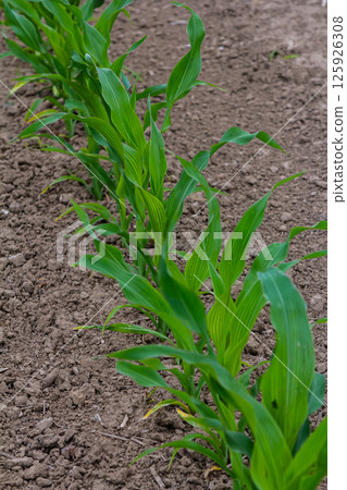 An industrial field of corn sprouts growing in black soil. Corn grow in beautiful rows at sunset. Agricultural landscape An industrial field of corn sprouts growing in black soil. Corn grow in beautiful rows at sunset. Agricultural landscape 125926308