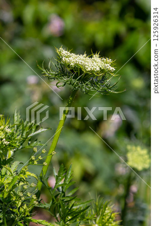 Flowering plant with delicate white blossoms standing tall in a lush green garden during bright daylight Flowering plant with delicate white blossoms standing tall in a lush green garden during bright daylight 125926314