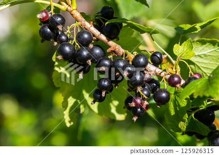 Blackcurrants grow on a vine in a lush garden during a sunny afternoon in late summer Blackcurrants grow on a vine in a lush garden during a sunny afternoon in late summer 125926315