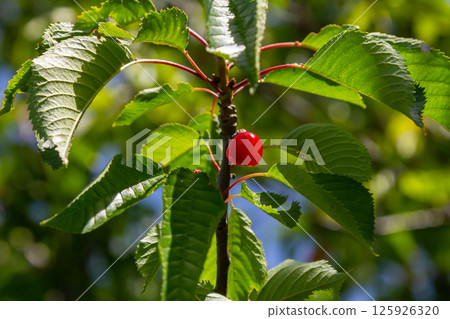 Cherry fruit growing on a tree branch under sunlight in a lush green environment during summer Cherry fruit growing on a tree branch under sunlight in a lush green environment during summer 125926320