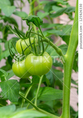 Green tomatoes growing on vine in a garden during late spring season 125926330