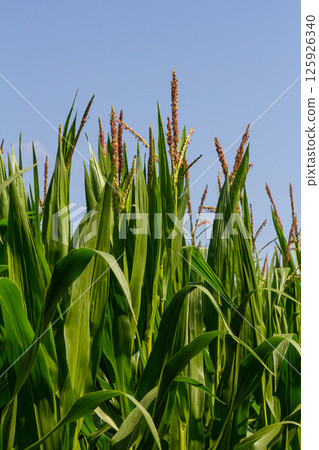 An industrial field of corn sprouts growing in black soil. Corn grow in beautiful rows at sunset. Agricultural landscape An industrial field of corn sprouts growing in black soil. Corn grow in beautiful rows at sunset. Agricultural landscape 125926340