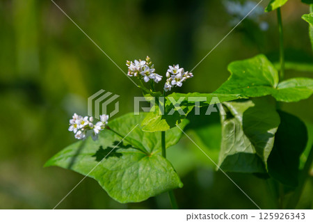 Flowering Buckwheat Field. Buckwheat Growing On The Field Flowering Buckwheat Field. Buckwheat Growing On The Field 125926343
