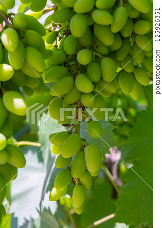 Close up of grapes hanging on branch. Hanging grapes. Grape farming. Grapes farm. Tasty green grape bunches hanging on branch. Grapes. 125926351
