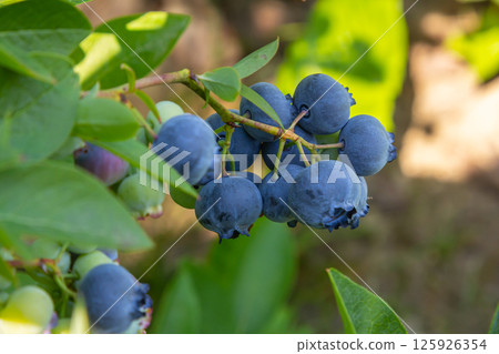 A vibrant blue huckleberry bush displaying clusters of ripening blueberries in a well-tended garden A vibrant blue huckleberry bush displaying clusters of ripening blueberries in a well-tended garden 125926354