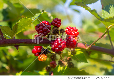 Unripe Blackberries closeup with a blurry green background 125926360