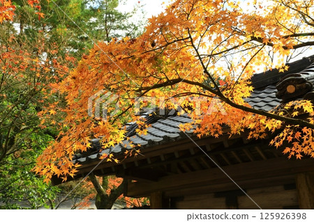 改變葉子的Momiji 125926398