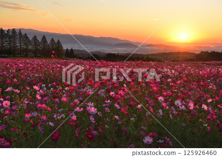 Ikoma Plateau at dawn 125926460
