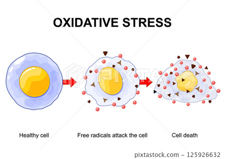 Oxidative stress in cell Oxidative stress in cell 125926632