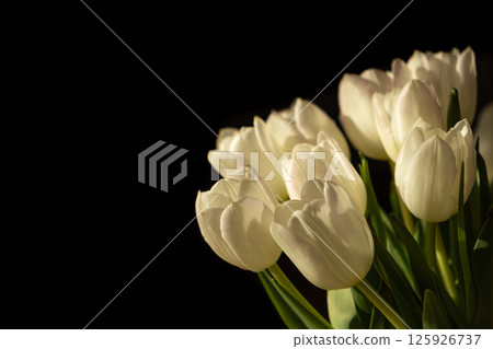 Elegant white tulips dramatically highlighted by strong light against a deep dark background, symbolizing purity and graceful beauty 125926737