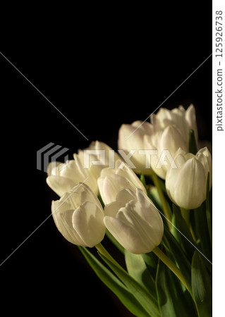 White tulip blossoms bathed in dramatic light against a dark backdrop, creating a beautiful composition reflecting natural elegance and grace 125926738