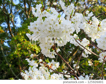 Scenery with green yoshino cherry trees Scenery with green yoshino cherry trees 125926801