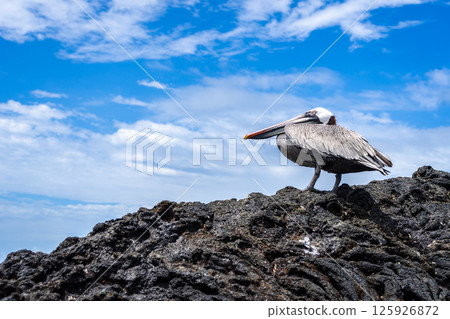 Brown Pelican on rocks at Puerto Villamil Beach, Isabela, Galapagos, Ecuador Brown Pelican on rocks at Puerto Villamil Beach, Isabela, Galapagos, Ecuador 125926872