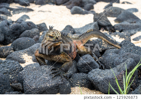 Marine iguana on rocks at Puerto Villamil beach, Galapagos, Ecuador 125926873