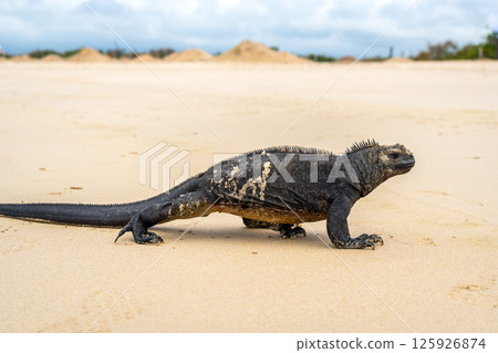 Marine iguana on the sandy shores of Isabela Island, Galapagos Archipelago, Ecuador Marine iguana on the sandy shores of Isabela Island, Galapagos Archipelago, Ecuador 125926874