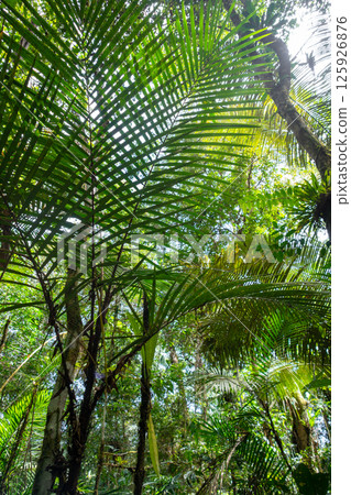 Lush rainforest canopy in Cuyabeno Reserve, Ecuador Lush rainforest canopy in Cuyabeno Reserve, Ecuador 125926876