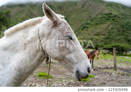 Horse resting on the Humantay Lake trek in the Peruvian Andes 125926896
