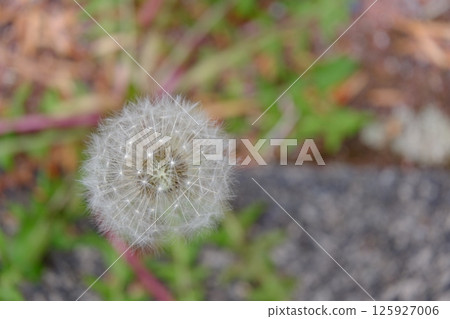 蒲公英即將離開 蒲公英即將離開 125927006