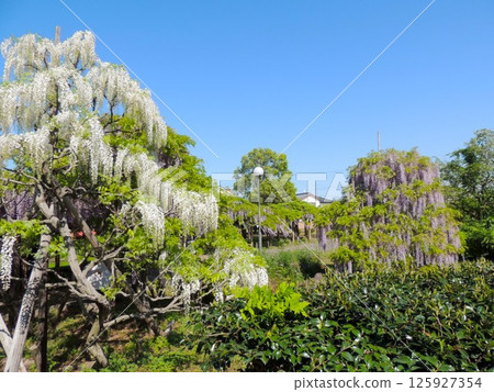 Wisteria in Daitenpaku Park Wisteria in Daitenpaku Park 125927354